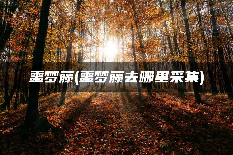 噩梦藤(噩梦藤去哪里采集)